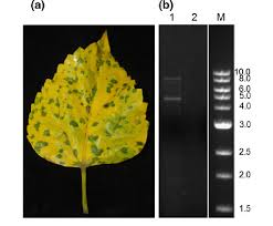 Hibiscuses are popular plants for the landscape and growing indoors. A Green Ringspot Symptoms Displayed In A Senescing Hibiscus Download Scientific Diagram