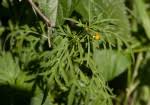Image result for Bidens kilimandscharica
