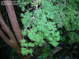 Image result for Asparagus macowanii