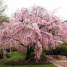20 Pcs Bag Pink Fountain Weeping Cherry Tree Seeds Diy Home Garden Dwa Luxberra Weeping Cherry Tree Cherry Trees Garden Birch Trees Garden