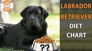 Labrador Retriever Diet Chart In Telugu