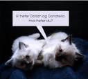 Navn til hunnkatt Kattenavn