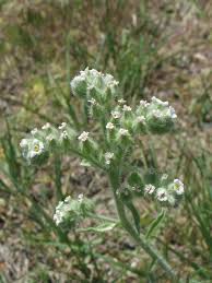 Image result for Disa cryptantha