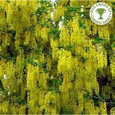 Tree with yellow flowers uk. Laburnum X Watereri Vossii Buy Golden Chain Or Rain Trees
