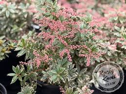 Image result for Pieris japonský little heath obrázek