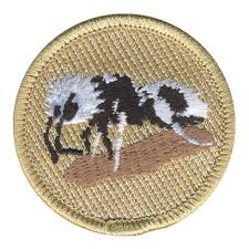 Image result for panda ant