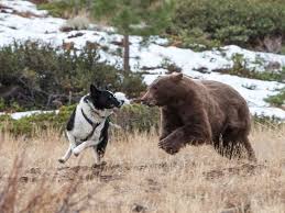 Karelian Bear Dog Breed Information And Images K9 Research Texas was home to some of the earliest members of this group, including. karelian bear dog breed information