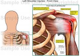 Swipe left and read on. Front Shoulder Anatomy Human Anatomy