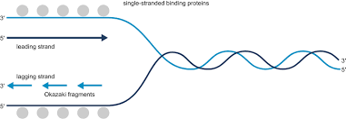نتیجه جستجوی لغت [replication] در گوگل