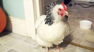 Chickens sneezing is not uncommon and this is especially true if they live in a dusty area such as an old barn. Owner Films Pet Chicken Sneezing Video Has Over 8 Million Views Country Rebel