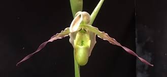 Image result for Dipcadi longifolium