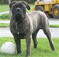 The most common brindle bullmastiff material is ceramic. Bullmastiff16montholdbrindledoodoo Jpg 400 380 Dog Breeds Bull Mastiff Domestic Dog