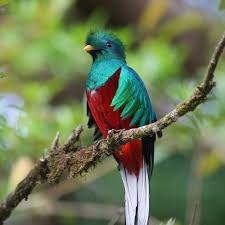 Birds That Start With The Letter Q 12 Fabulous Animals That Start With The Letter Q Birds Beautiful Birds Colorful Birds