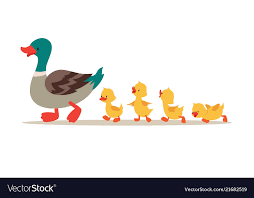 Mother Duck And Ducklings Cute Baby Ducks Walking Vector Image