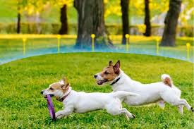 The pet's habits, likes and dislikes were considered and it was placed where the pet could see people and vice versa. The Best Invisible Dog Fences For The Yard Bob Vila