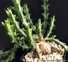 Image result for Euphorbia schinzii