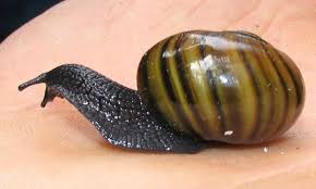 Smoked paprika, canned snails, short grain rice, boneless skinless chicken thighs and 10 more. Snails Are Going Extinct Here S Why That Matters Scientific American Blog Network
