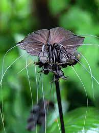 Black Bat Flower Tacca Chantrieri In 2x2x7 Pot