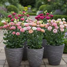 Image result for eustoma lisianthus in garden