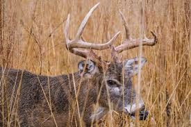 Kansas.public land deer the clinton lake area is in what is called deer management unit 19,(somewhat suburban) asare a lotpublic lake areas from the east state line to topeka area. Non Resident Kansas Deer Hunting Fall Obsession