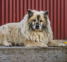 All dams and studs are health tested before breeding. Icelandic Sheepdog Full Profile History And Care