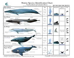 marine species identification chart fin whale blue whale