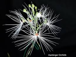 Image result for Habenaria cirrhata