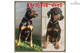 You should never buy a puppy based solely on price. Doberman Pinscher Puppy For Sale Near Los Angeles California 0791a2bc 7b21