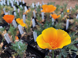 A distribution that includes central, north central, and west texas while a. Spring Native Plant Sale At Lady Bird Johnson Wildflower Center