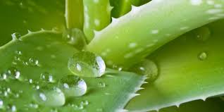 Lidah buaya atau yang dalam nama latinnya disebut dengan aloe vera adalah tanaman yang tumbuh di iklim tropis dengan bentuk menyerupai kaktus. 5 Cara Mengolah Lidah Buaya Sajian Kue Lezat Hingga Aneka Minuman Merdeka Com