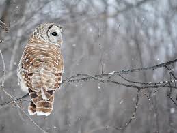 Check spelling or type a new query. 76 Images About Corujas On We Heart It See More About Owl Animal And Bird
