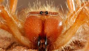Despite the lack of fangs, camel crickets do have chewing mouth parts that they will use in chewing their prey. Camel Spiders Are Fast Furious And Horrifically Fascinating Science Smithsonian Magazine