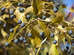 Image result for Chionanthus