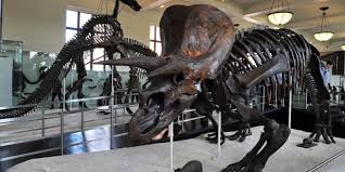 Museo De Historia Natural De Nueva York Un Imprescindible En Tu Viaje