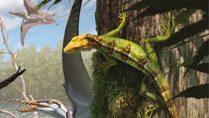 Image result for Dinophora spenneroides