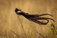 Image result for widow bird