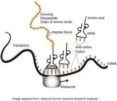 The answer that has these events of protein synthesis in the proper sequence. Gene Expression And Regulation University Of Leicester