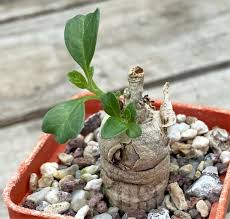 Image result for Pterodiscus elliottii