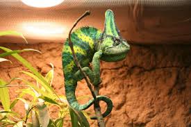 Find the perfect jemenchamäleon stock photos and editorial news pictures from getty images. Ein Jemenchamaleon Chamaeleo Calyptratus Hat Sich Den Hochsten Ast Asugesucht Tier Fotos Eu