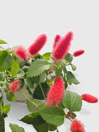 Image result for Acalypha segetalis