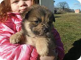 New and used items, cars, real estate, jobs, services, vacation rentals and more virtually anywhere in ontario. Howell Mi Australian Shepherd Meet Noah A Pet For Adoption