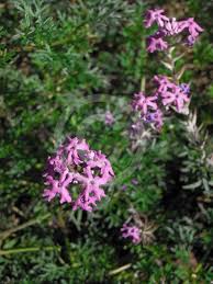 Image result for Verbena aristigera