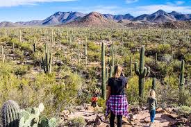 Saguaro cacti national park, arizona. 8 Amazing Things To Do In Saguaro National Park Tucson Arizona