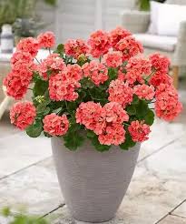 Image result for foto muškáty