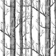Black And White Woods Picture Woods Wallpaper Onyx White Birch Tree Wallpaper Tree Wallpaper Tree Wallpaper Bedroom