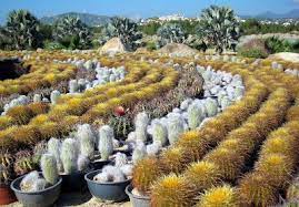 Sijaitsee lähellä kohdetta costa azulin ranta. Wirikuta Cactus Park San Jose Del Cabo Cactus Park Cactus Garden Cactus