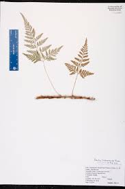 Image result for Davalliaceae