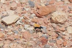 They are the pepsis and hemipepsis wasps, aka the tarantula hawk,. Tarantula Hawk Wasps Inflict A Painful Stings Of Any Insect In Us