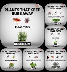 Check spelling or type a new query. Plants That Keep Bugs Away Mosquito Repelling Plants Plant Bugs Garden Yard Ideas