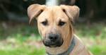 Labrador Retriever Dog Breed Information